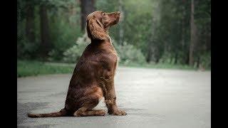 One year life of the Irish setter