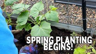 Spring Vegetable Planting Begins! | Australian Vegetable Garden