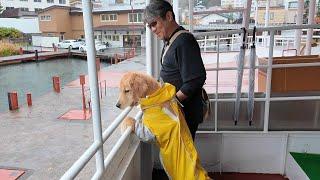 My first trip to Hokkaido! A scared puppy having fun in the rain.　【Golden Retriever japan】