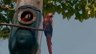 Macaw Mountain - Scarlet Macaw Conservation in Honduras