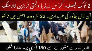 Online animal purchase Fraud II crossbred vs purebred farming II Dr. Muzzammil Hassan