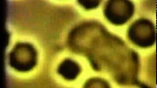 Imaging the Cellular Universe