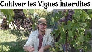 La Vigne de A à Z (presque)