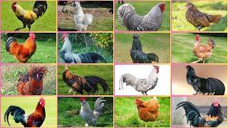 Most Colorful and Beautiful Chicken Breeds Around the World