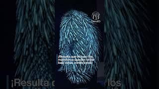 Enigma fascinante de la naturaleza #fluorescence #fluorescencia #animales #misteriosdelanaturaleza