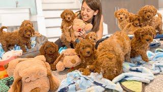 I'M Spending My LAST WEEK with THESE Adorable Goldendoodle Puppies!