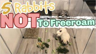 5 RABBITS NOT SUITED TO FREE ROAM| can I freeroam my rabbit| free roam rabbits| My Pawfect Family