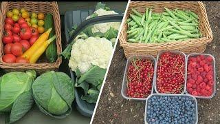 A Good Fruit And Vegetable Harvest.