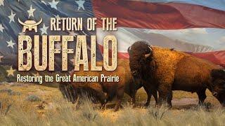 The Return Of The Buffalo - Restoring The Great American Prairie