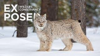 EXPOSED Wildlife Conservancy | Announcing the Launch of our NEW Wildlife Conservation Organization!