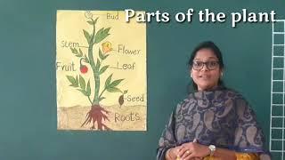 parts of a plant /Cbse Ukg EVS topic / Learn with Action / Diana's Classroom 