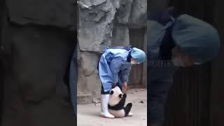 #国宝不愧是国宝 成都基地的熊猫宝宝数量多，奶妈都说鬼见愁 奶熊求抱抱遭拒，放开她，让我来吧奶妈！