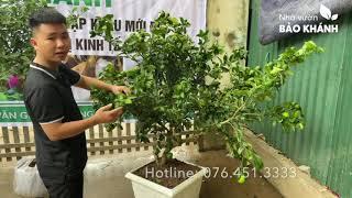 CÂY CHANH CHÙM THẾ HỆ MỚI TRỒNG CHẬU - Nhà vườn Bảo Khánh ™