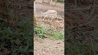 Beautiful deer video #deer #zoo #zoovisit #myideaideas #shortsfeed