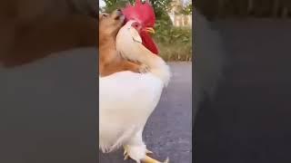 Cute dog and hen 76 #shorts #dogs #funny #funnydogs #youtubeshorts #hen #viral #socute 