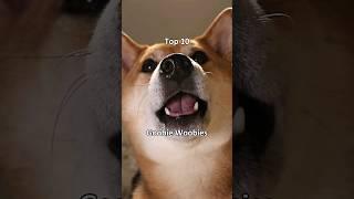 Top 10 Goobie Woobies (extremely scary) #dog #shiba