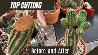 Propagate a Cactus by Top Cutting | #cactus #cactuscare