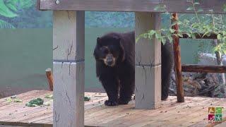 Andean bear settles into new habitat at the ABQ BioPark