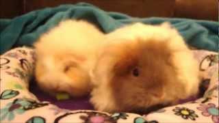 Texel guinea pigs!  Breed information and care tips!