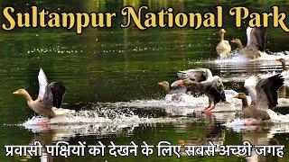 Sultanpur national park | Sultanpur national park bird sanctuary | All information 4K Video 2024 |