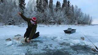 Шикарная рыбалка за мысом, по первому льду.