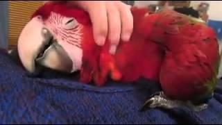 Parrots love to cuddle