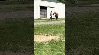 Young Horse Training