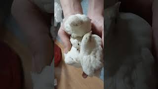 미니메추리 손추리 #buttonquail #앵무새 #병아리 #메추리
