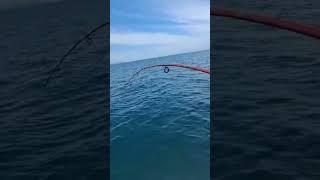 Pinkie Snapper Fishing In Port Phillip Bay