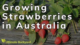 How to Grow Strawberries in Australia