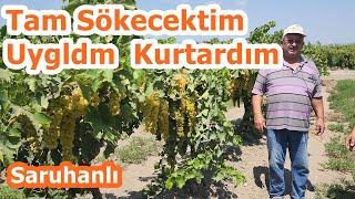 Verimsiz Sökülecek Bağlar Nasıl Kurtulur - Verimi Nasıl Artırılır - Bağ Gübreleme - Manisa