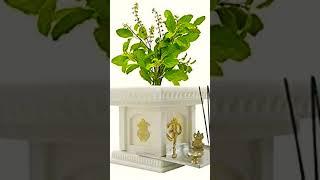 Tulsi mata #youtubeshorts #varsha #shortvideo