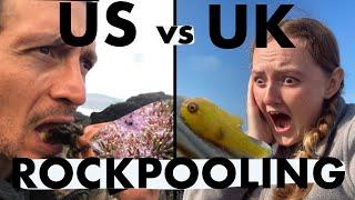 US vs UK Sea Creatures (Lets go Rockpooling!)