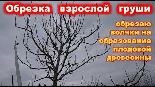 ОБРЕЗКА ГРУШИ с волчками