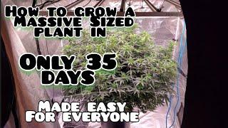 How to Grow a MASSIVE PLANT in 35days made Easy for everyone Step by step in 2x2 grow tent #FC-3000