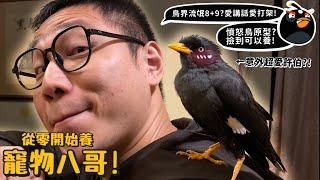 【從零開始養】八哥!鳥界流氓8+9?愛講話愛打架?意外愛模仿許伯?撿到可以養?憤怒鳥原型?【許伯簡芝】