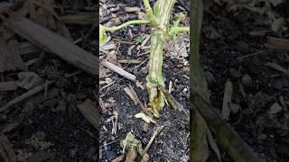 Rescuing Squash Plants From Vine Borers With SURGERY!