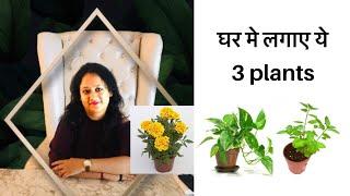 Plants Astrology suggestions for your home