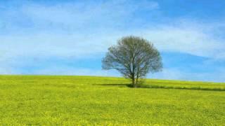 Meditate like a tree by Michel Pascal