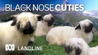 These cute black nosed sheep are native to Switzerland and bred for wool and meat | ABC Landline