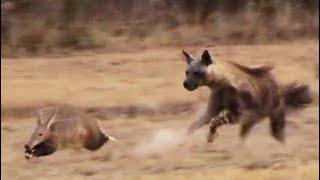 Aardvark (Anteater) Tries to Outrun Hyena in an Epic Chase!