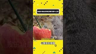 感觉到小哥蓬勃的生命力，好鲜活啊！ #娱乐评论大赏 #娱乐 #快递 #快递小哥 #松鼠#娛樂#搞笑#shorts