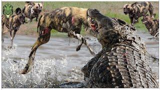 60の不幸な瞬間！沼地で野犬を狩る野生動物が、消極的にワニの餌食になる | 動物の戦い