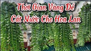 Thời Gian Vàng Để Cắt Nước Cho Hoa Lan