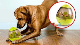 The Best Dog Toys