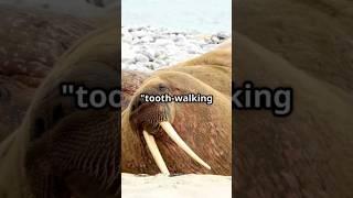 The Walrus: Arctic Giant with Legendary Tusks!