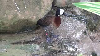 White faced whistling duck