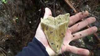 Collecting Megalodon Teeth and other Fossils in Summerville SC