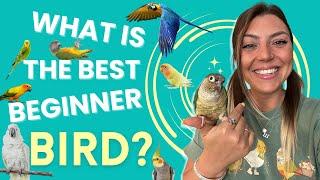 Best Beginner Birds As Pets! 