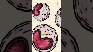 GLÓBULOS BLANCOS EJERCITO QUE CUIDAD EL CUERPO HUMANO